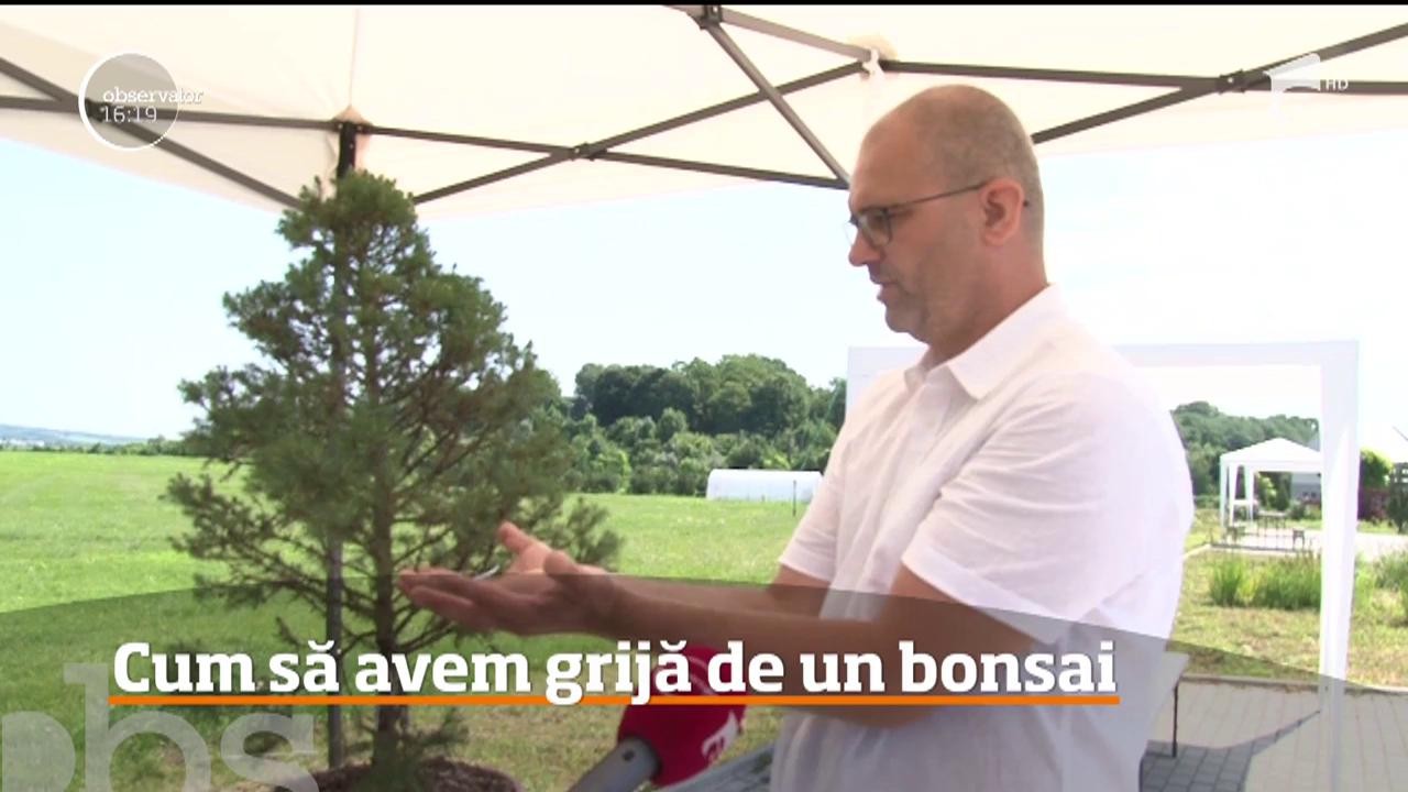 Un inginer chimist a devenit maestru &icirc;n arta modelării copacilor pitici