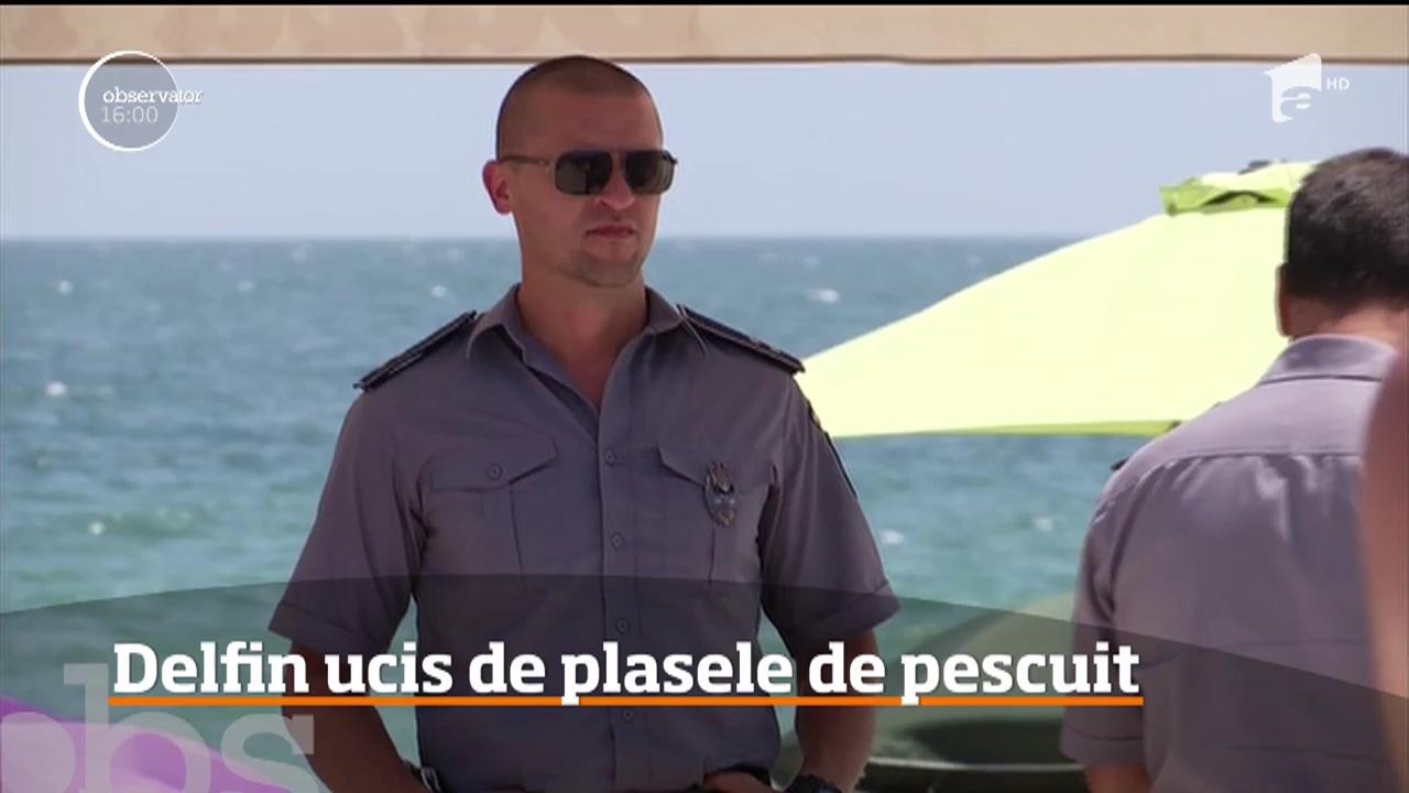 Plasele braconierilor lasă Marea Neagră fără delfini. Două mamifere au fost găsite fără viaţă de turişti