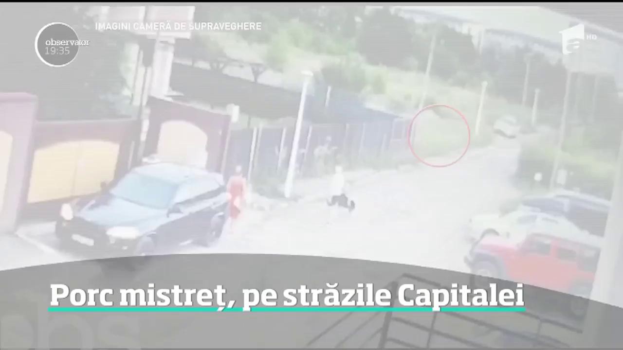 Apariţie neaşteptată pe străzile Capitalei! Un porc mistreţ a ieşit la plimbare &icirc;ntr-un ansamblu rezidenţial din sectorul 6