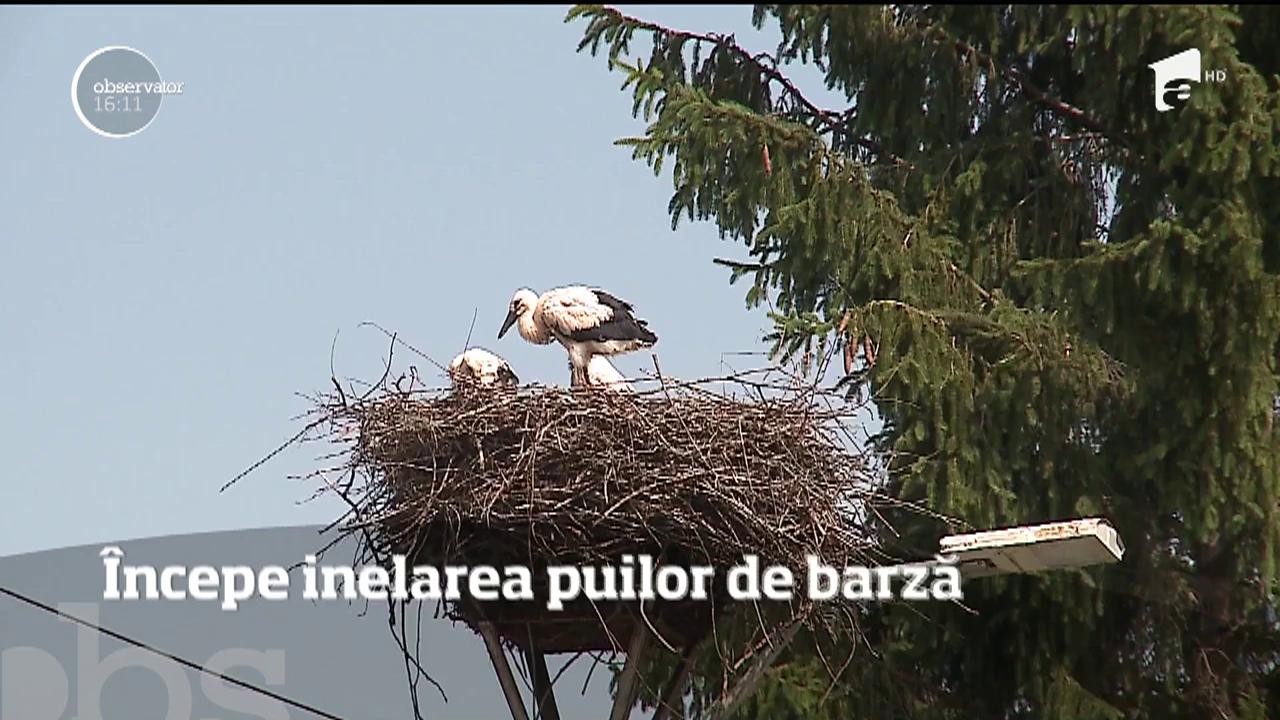 A &icirc;nceput numărătoarea berzelor!  300 de păsări din 30 de localităţi vor fi &icirc;nsemnate