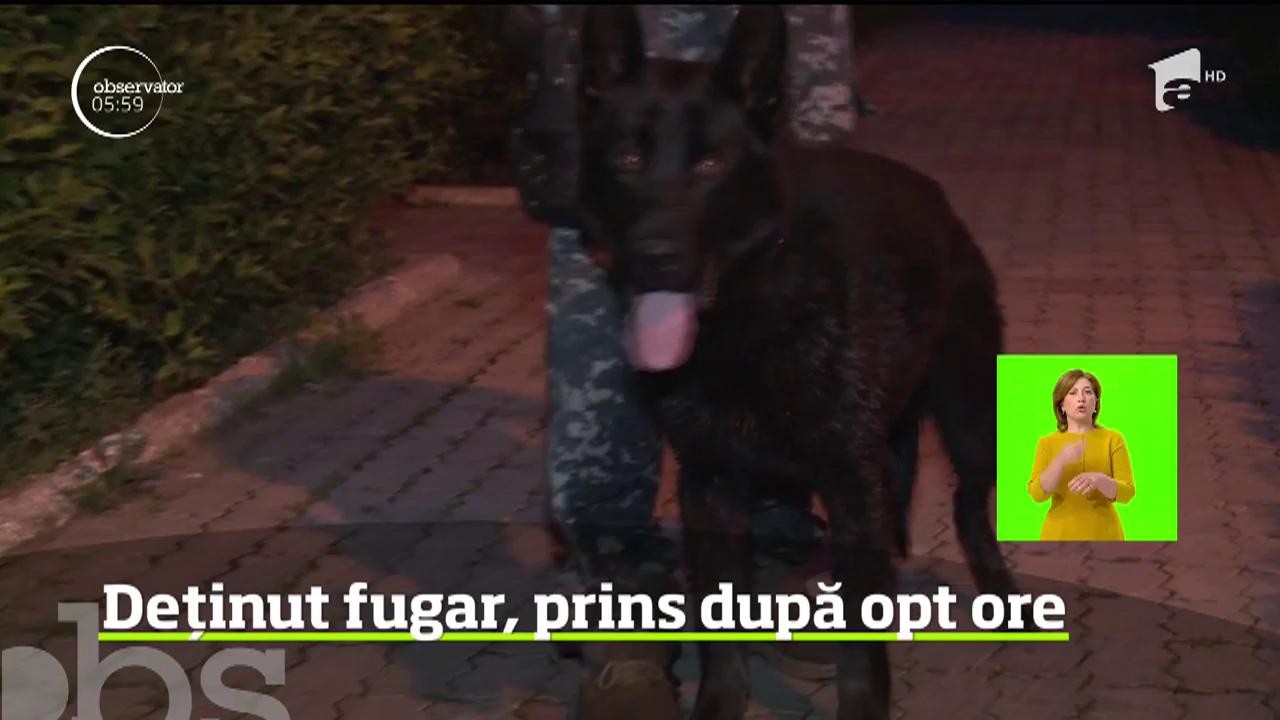 După o zi de alertă maximă &icirc;n D&acirc;mboviţa, un deţinut care evadase de la punctul de lucru a fost capturat