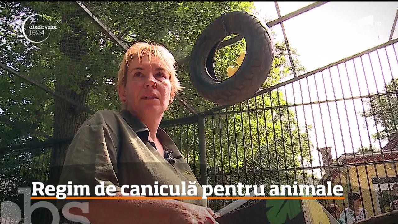 Regim de caniculă pentru animalele din Grădina Zoologică din T&acirc;rgu Mureş