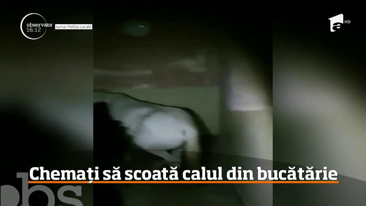 Un cal a fost găsit &icirc;n bucătăria unui apartament din Satu Mare