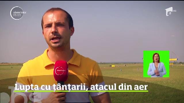 Lupta cu ţ&acirc;nţarii pare fără sf&acirc;rşit. Deşi se fac tratamente din aer, cu avioane de mici dimensiuni, sau de la sol, rezultatele nu se văd