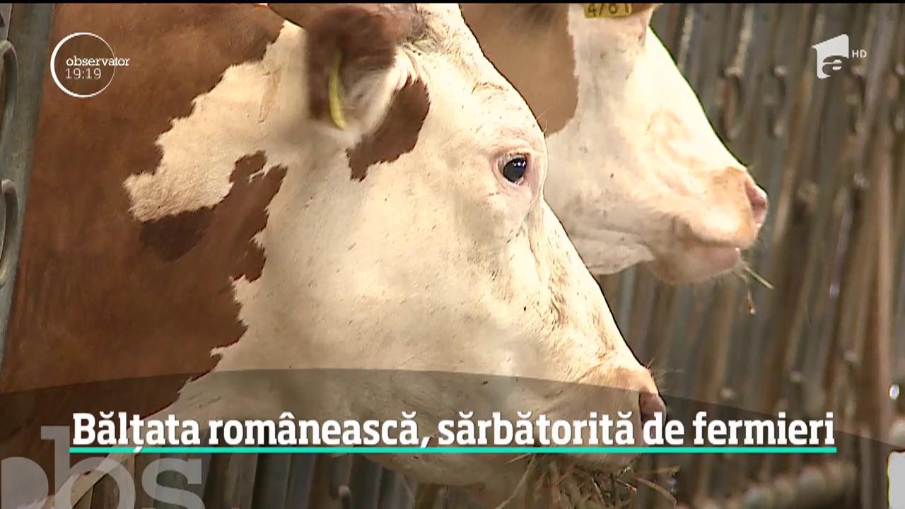 Rasa bălţată rom&acirc;nească, una dintre cele mai productive rase de bovine din lume, a fost sărbătorită la T&acirc;rgu Mureş