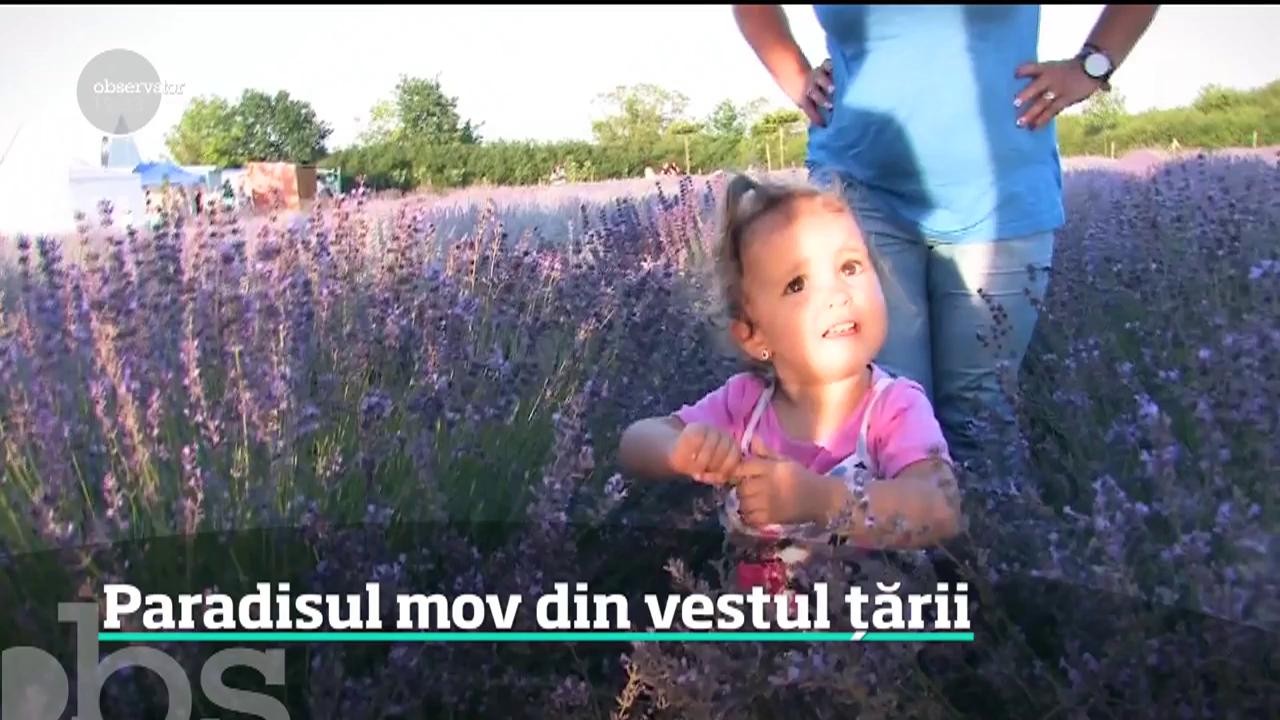 Raiul pasionaţilor de fotografii tip selfie este la Oradea.  Un c&acirc;mp de lavandă care concurează cu faimoasele coline din Provence este &icirc;n plină floare