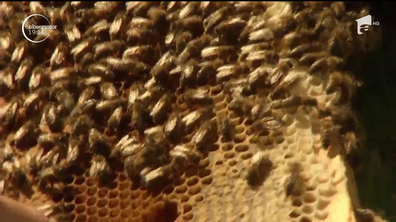 Teii au &icirc;nflorit, iar parfumul lor &icirc;nvăluie oraşele. Atrase de mirosul irezistibil, albinele s-au pus pe treabă