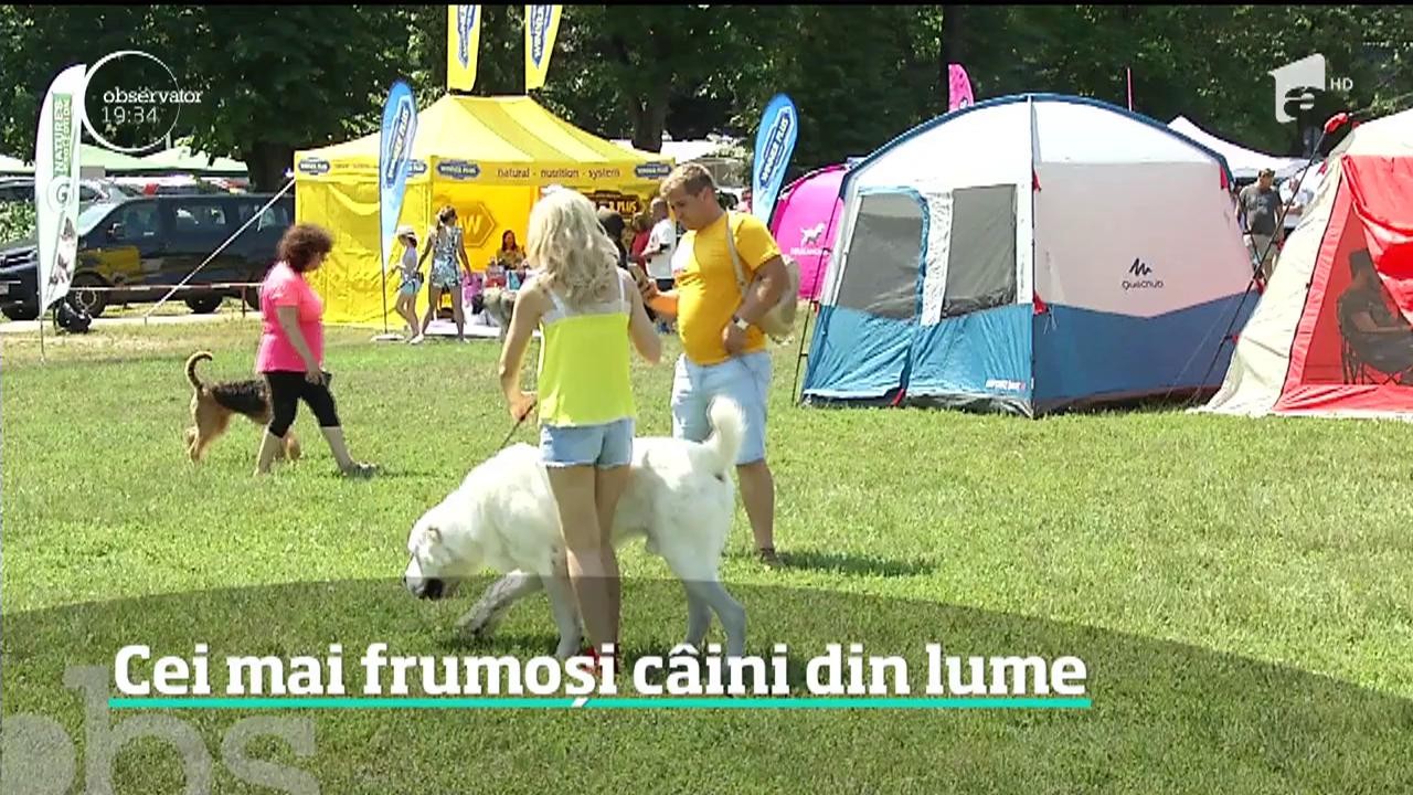 Peste 500 de patrupezi au fost prezenţi &icirc;n cadrul unei expoziţii celebre pe tot globul