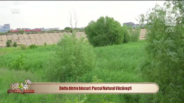 Neatza cu răzvan și Dani. Parcul Natural Văcărești, delta dintre blocurile Bucureștiului!