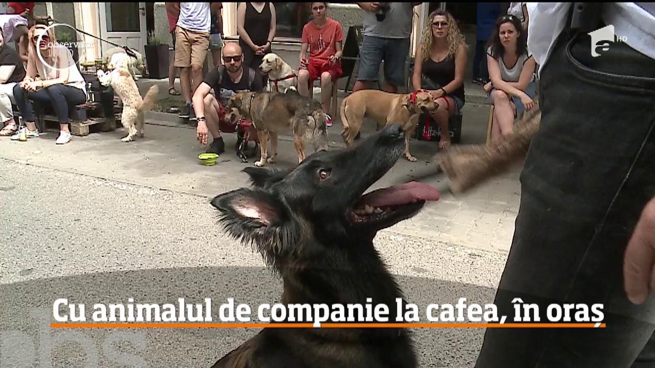 Eveniment dedicat animalelor de companie, &icirc;ntr-o cafenea din T&acirc;rgu-Mureș