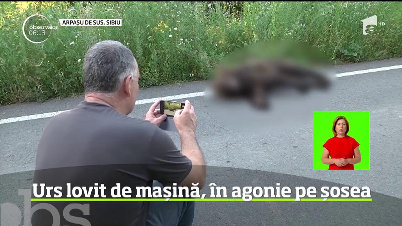 O plimbare &icirc;n pădure se poate trasforma &icirc;ntr-o aventură riscantă dacă ne &icirc;nt&acirc;lnim cu un urs agresiv