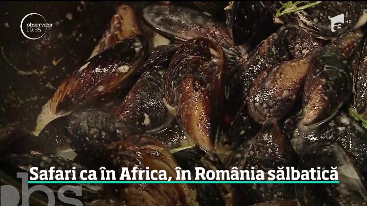 Rom&acirc;nii pot face jeep safari pe plaja sălbatică de la Vadu