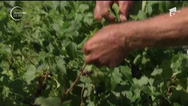 Coacăzele negre prind rădăcini &icirc;n Rom&acirc;nia. Fermierii culeg şi 10 kilograme de fructe de pe un singur arbust