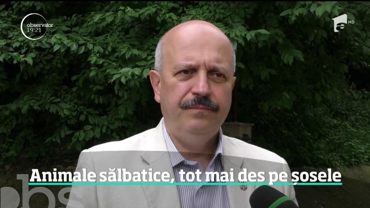 Pe cel mai circulat drum naţional din Rom&acirc;nia, un urs a apărut noaptea &icirc;n faţa unei maşini. Șoferul a lovit &icirc;n plin animalul sălbatic