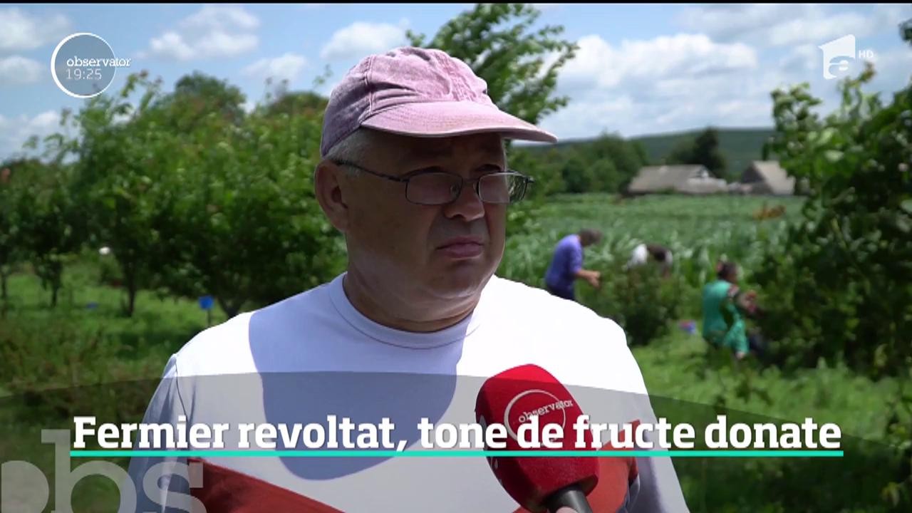 Bogăţia din recoltă l-a dus pe culmile disperării. Un fermier din Suceava a refuzat să-şi v&acirc;ndă marfa pe c&acirc;ţiva lei şi a chemat tot satul să culeagă gratis tone de fructe bio