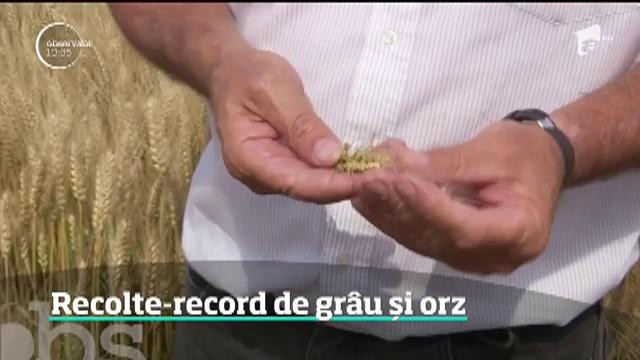 Recolte record de gr&acirc;u și orz. Vremea capricioasă a fost perfectă pentru culturile de cereale