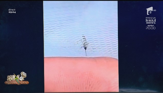 Smiley news - Neatza cu Răzvan și Dani. Cum să-ți bați joc de un ț&acirc;nțar care vrea să te muște