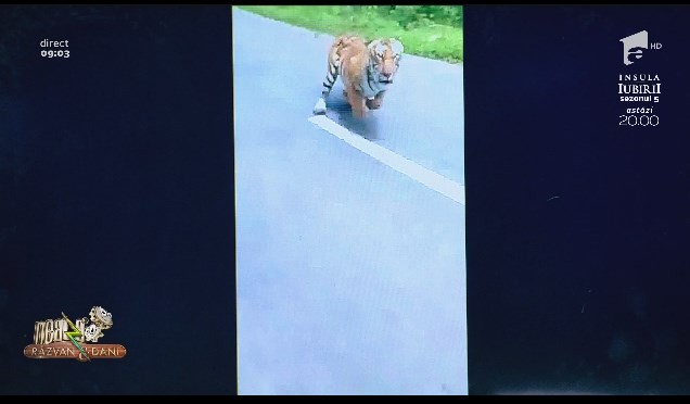 Smiley news - Neatza cu Răzvan și Dani. Motociclist atacat de tigru, &icirc;n India