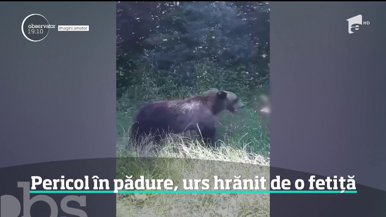 Imaginile inconştienţei l&acirc;ngă Lacul Vidraru din Argeş. O fetiţă hrăneşte un urs din propria palmă