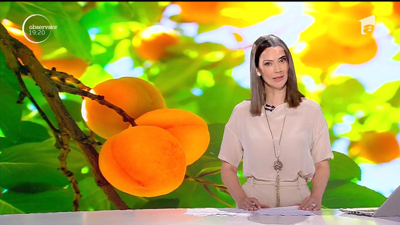 Va fi anul caiselor &icirc;n vestul ţării, după o producţie-record, care i-a uimit şi pe agricultori. Fructele sunt at&acirc;t de multe şi de mari, &icirc;nc&acirc;t pomii stau să se rupă