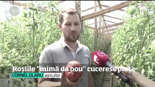 Rom&acirc;nii redescoperă gustul roşiilor inimă de bou, iar fermierii cultivă suprafeţe tot mai mari din acest soi