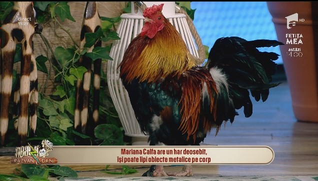 Moment inedit la Neatza cu Răzvan și Dani. Răzvan Simion &icirc;i ia interviu unui cocoș: Zice că lucrează la un...