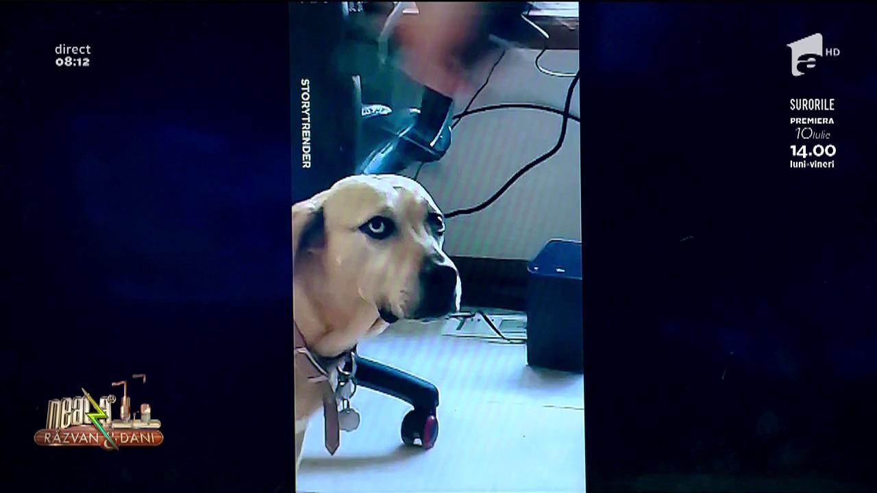 Smiley News - Neatza cu Răzvan și Dani. Realitatea virtuală și animalele de companie