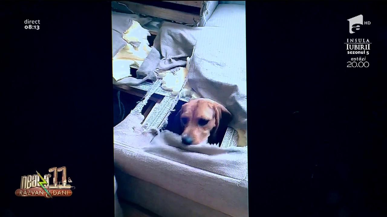 Smiley News - Neatza cu Răzvan și Dani. Cine a rupt canapeaua? Vezi aici reacția c&acirc;inelui!