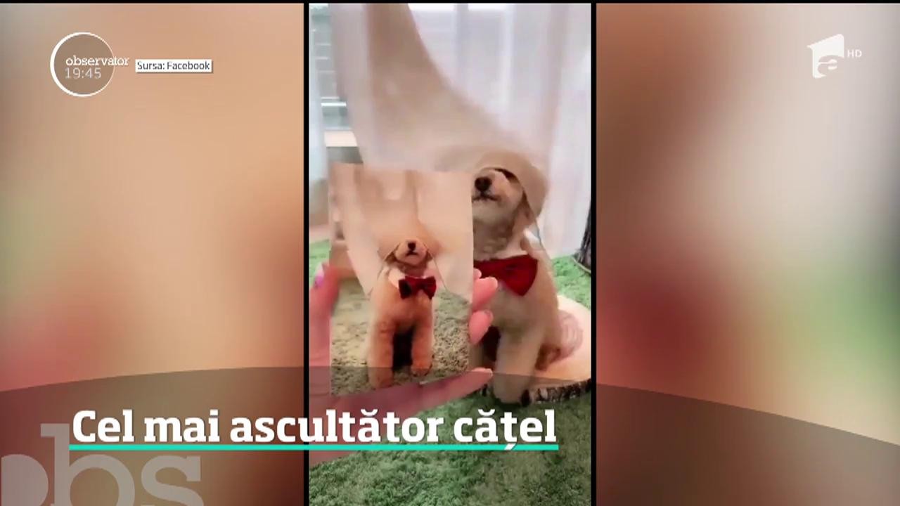 Cel mai ascultător cățel