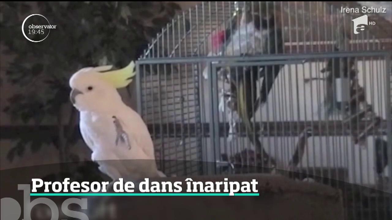 Un papagal uimeşte lumea ştiinţifică. Snowball a &icirc;nvăţat de unul singur 14 dansuri