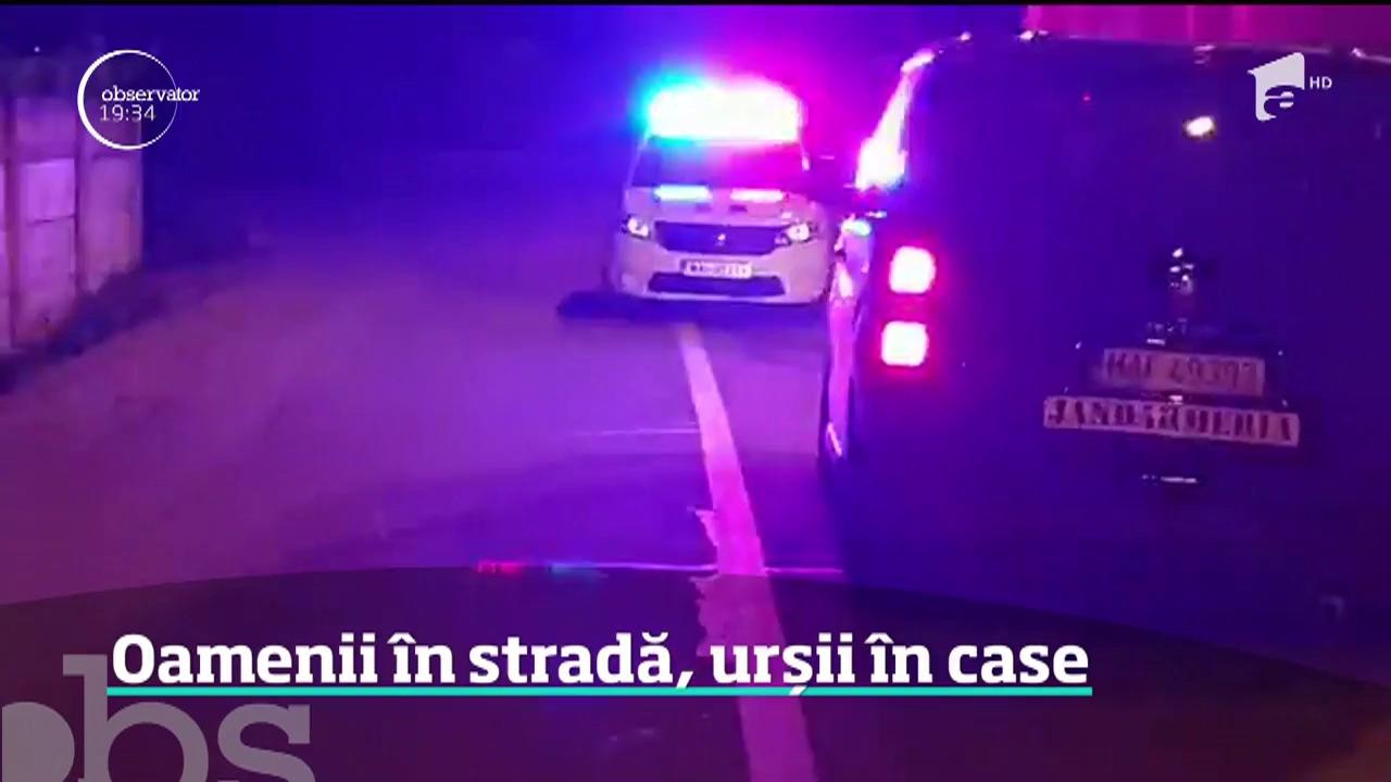 Nici focurile de armă nu mai sperie urșii. &Icirc;n Harghita un urs a ajuns p&acirc;nă la frigiderul din bucătăria unui hotel