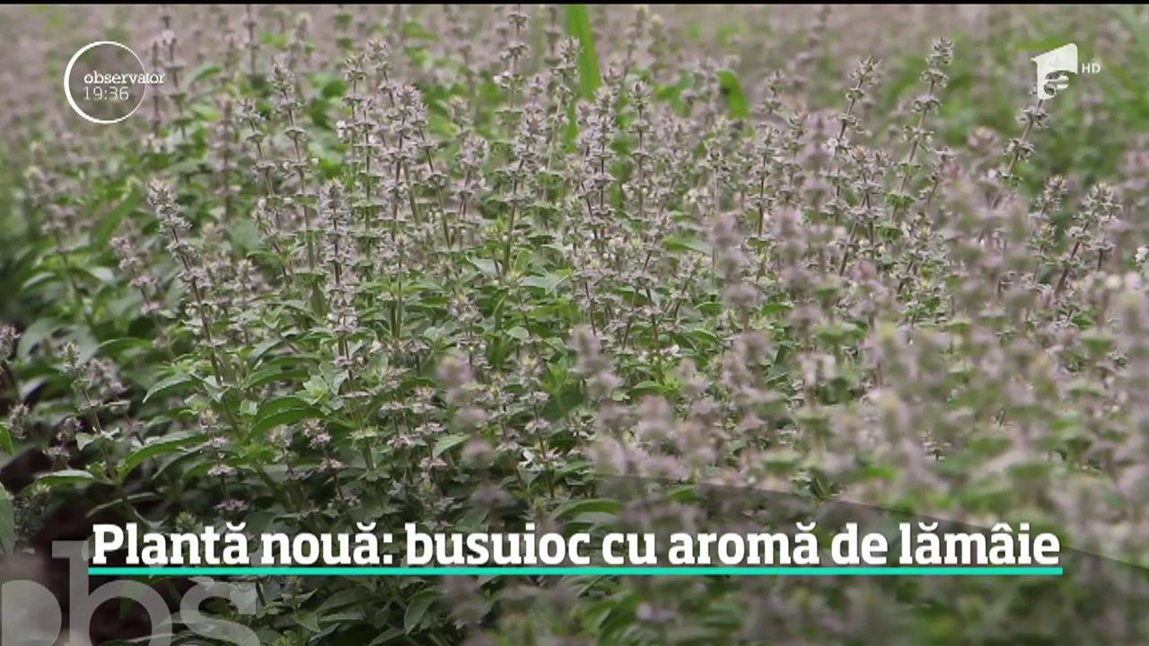 Cercetătorii români au inventat o plantă nouă, busuiocul cu aromă de lămâie. Care sunt beneficiile plantei