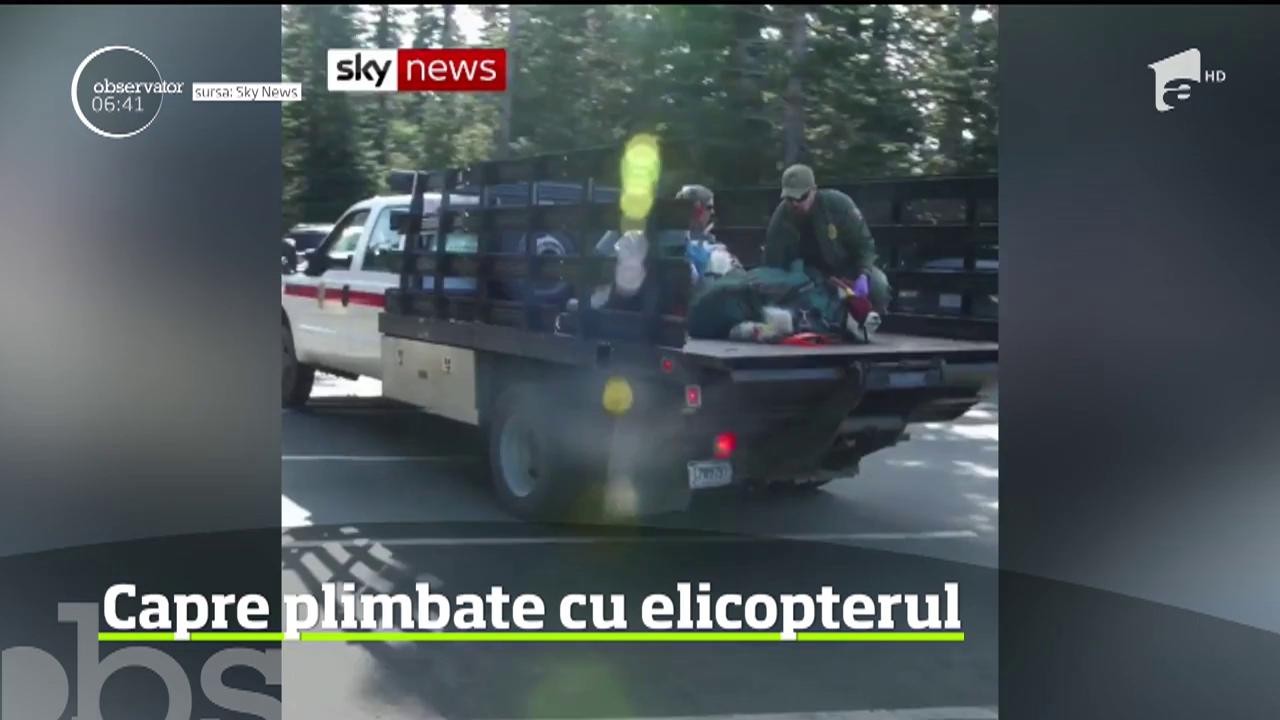 Pentru a doua vară consecutivă, zeci de capre au fost mutate cu elicopterul dintr-un parc naţional din Washington