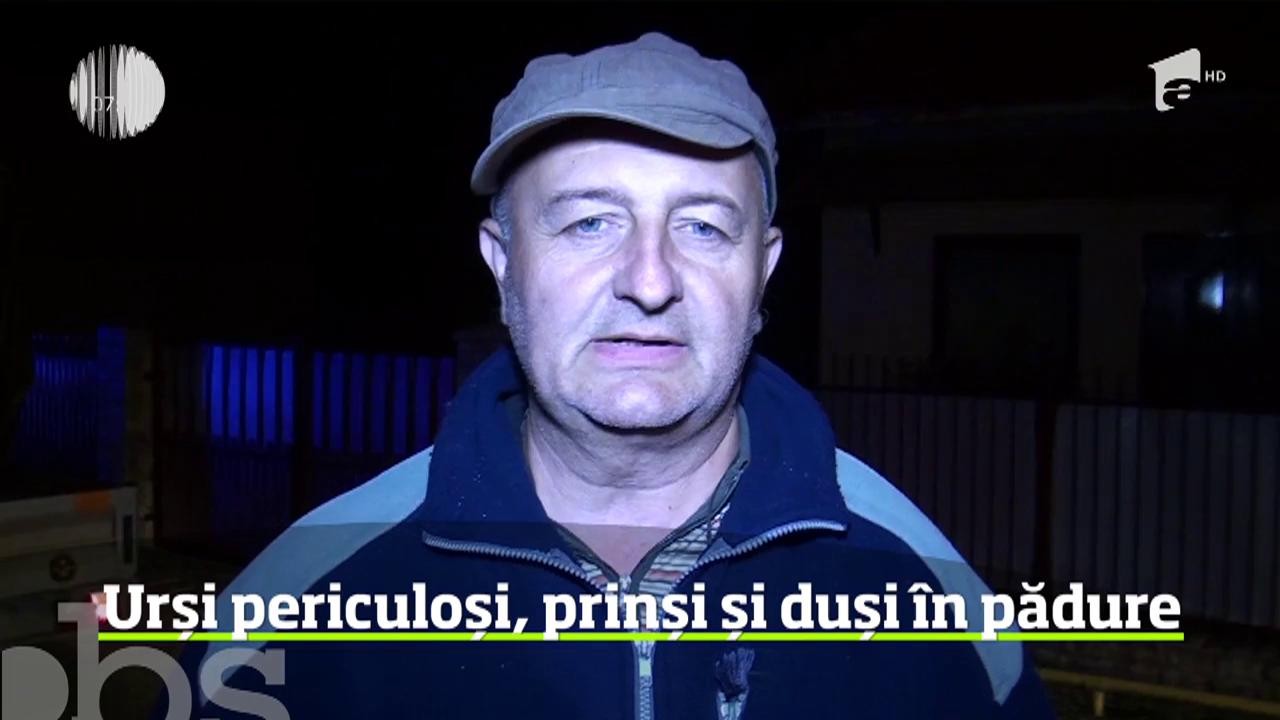 Urși periculoși, prinși și duși &icirc;n pădure