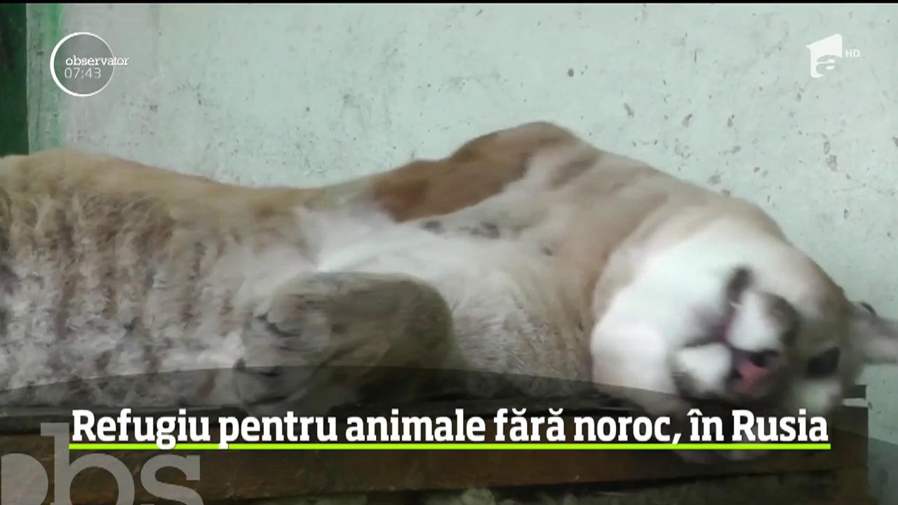 Refugiu pentru animalele fără noroc, &icirc;n Rusia