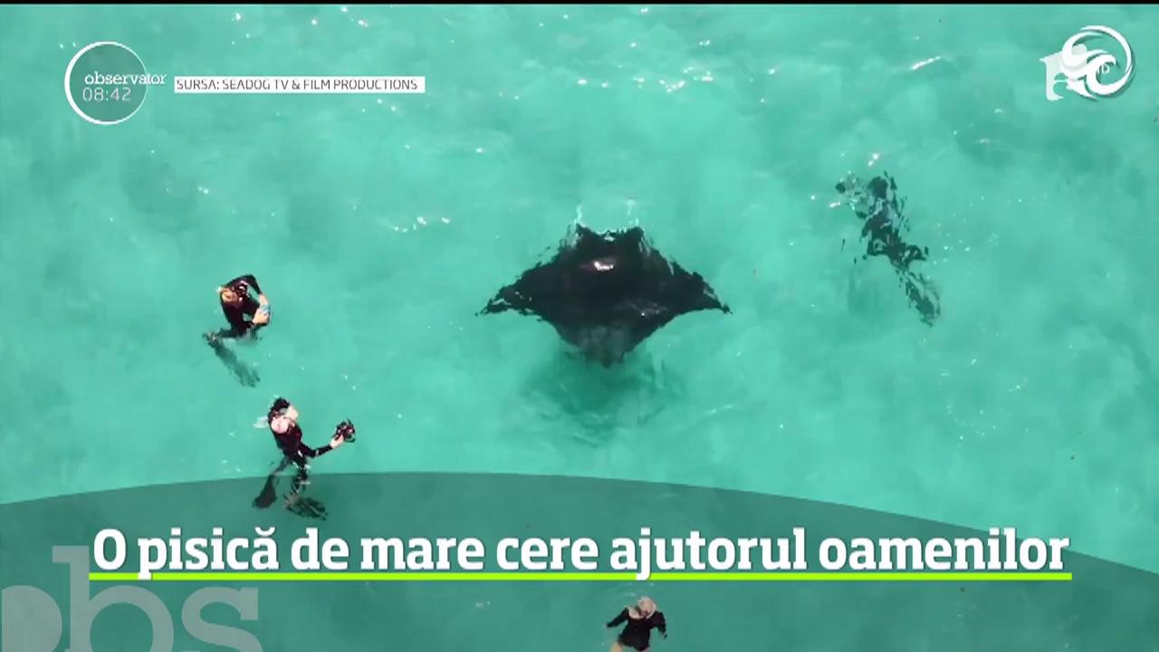 Imagini incredibile. O pisică de mare de dimensiuni impresionante cere ajutorul unor &icirc;notători