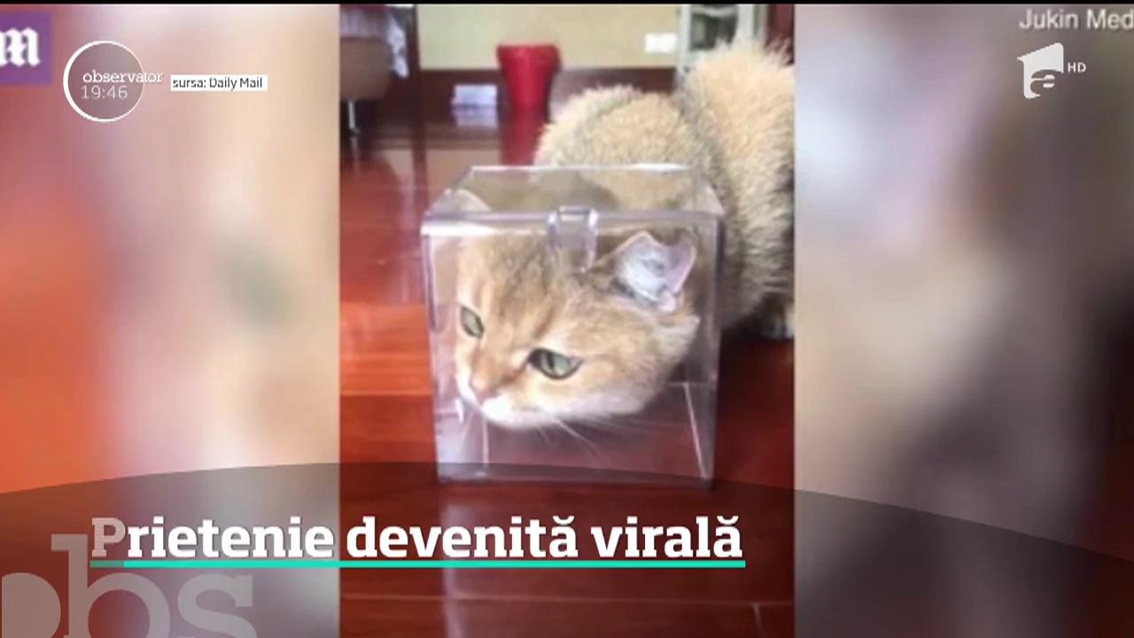 Prietenie devenită virală dintre o pisică și un fluture