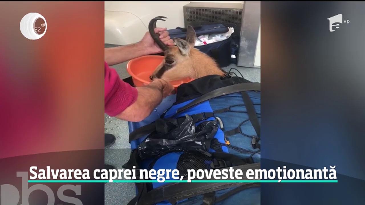 Poveste emoţionantă: O capră neagră purtată de un salvamontist &icirc;ntr-un rucsac a devenit virala pe internet