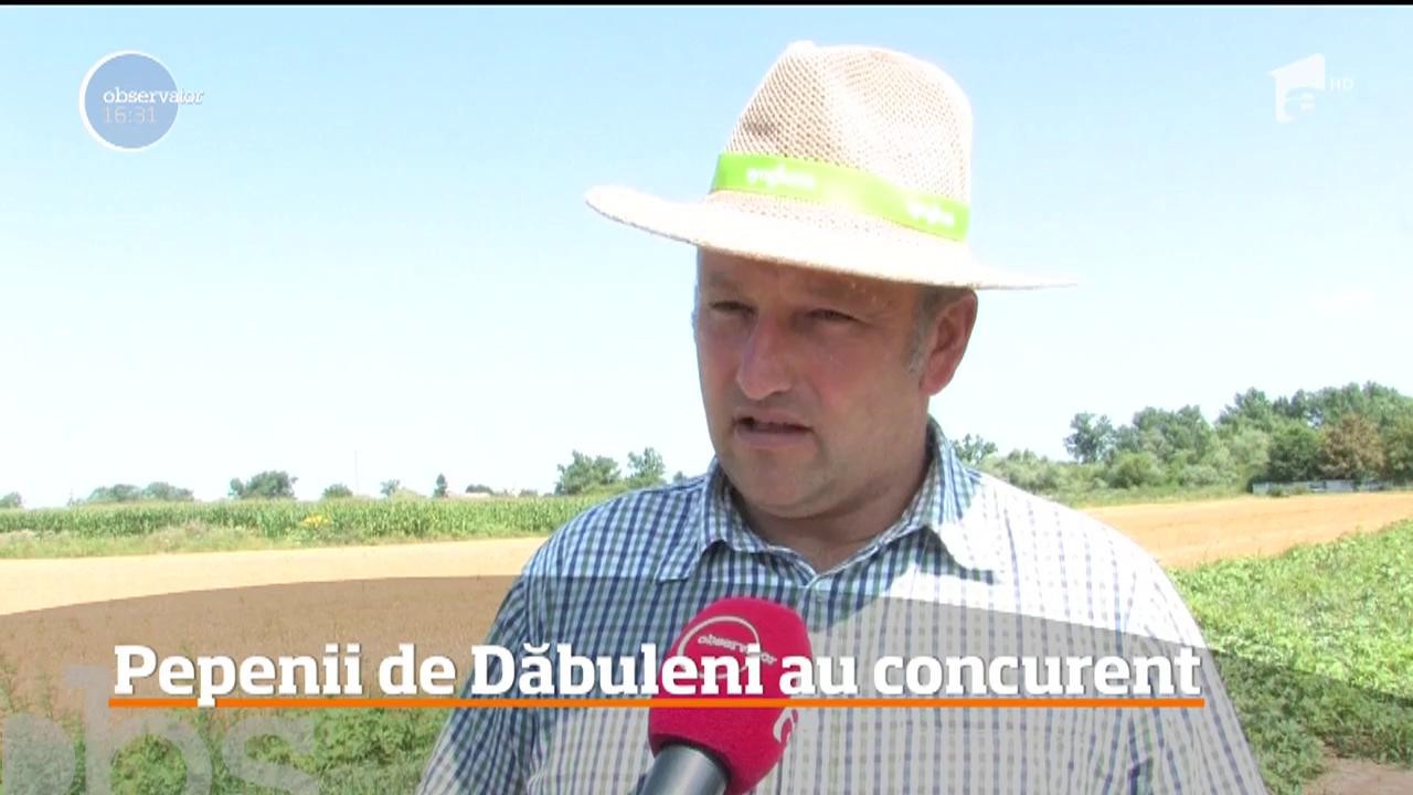 Este anul pepenilor verzi, de Tinca! Rivalul pepenilor de Dăbuleni