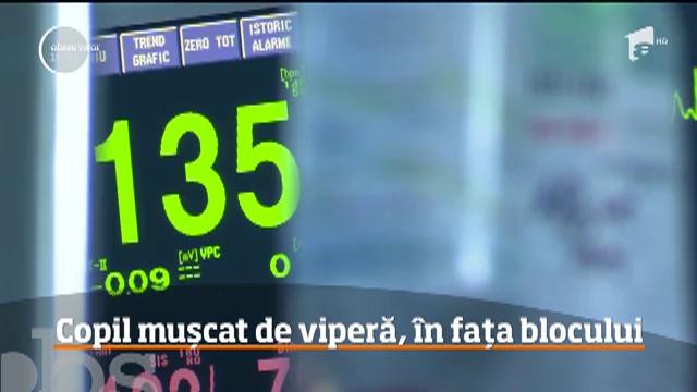 Un puşti de 13 ani a fost muşcat de o viperă chiar &icirc;n faţa blocului