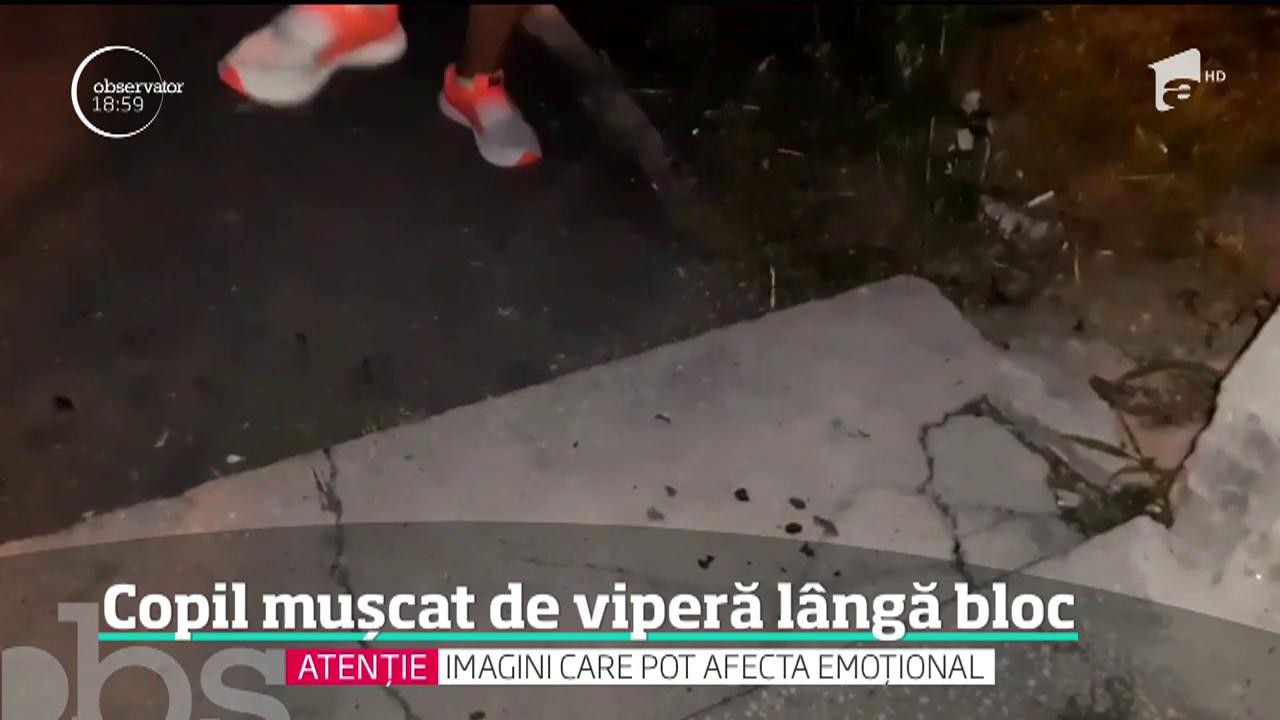 Alertă &icirc;n oraşe! Viperele au ajuns &icirc;n locul de joacă al copiilor Un băieţel a fost muşcat de m&acirc;nă