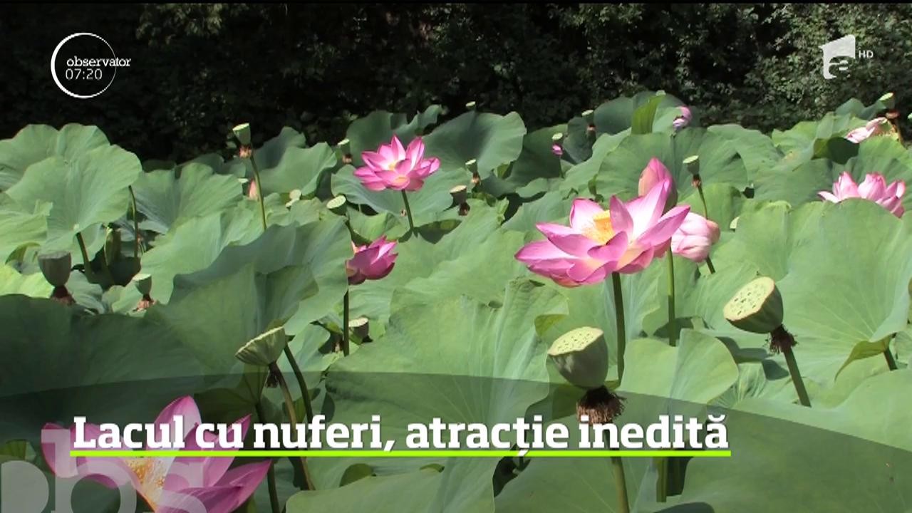 Staţiunile balneare de la noi din ţară atrag, de la an la an, tot mai mulţi turişti