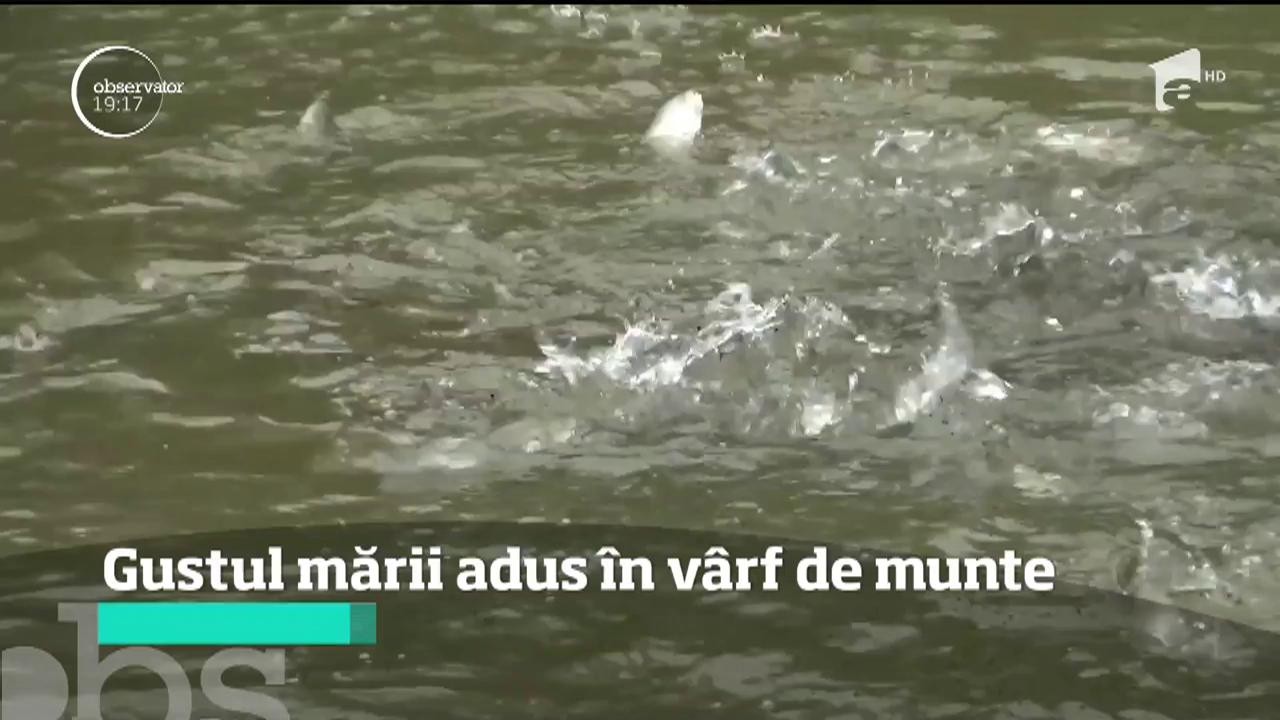 Festivalul Păstrăvălui a avut loc &icirc;ntr-un sat de munte! Scoici şi midii gătite ca pe malul mării!