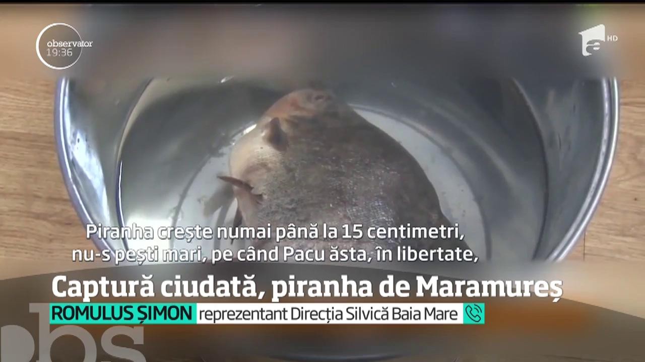 Au fost ore de panică &icirc;n Baia Mare, după ce un pescar a găsit &icirc;ntr-un lac din oraş peşti ce păreau a fi din specia Piranha