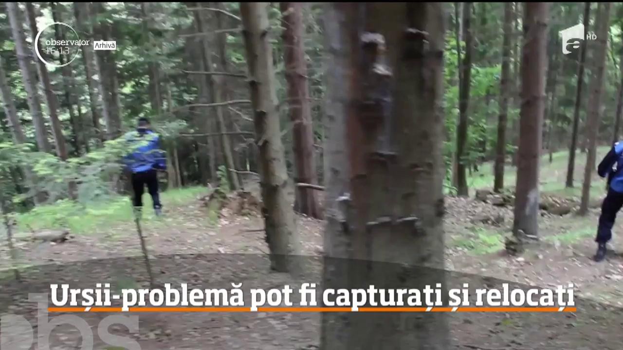 Este oficial! Lupii şi urşii agresivi vor putea fi relocaţi!