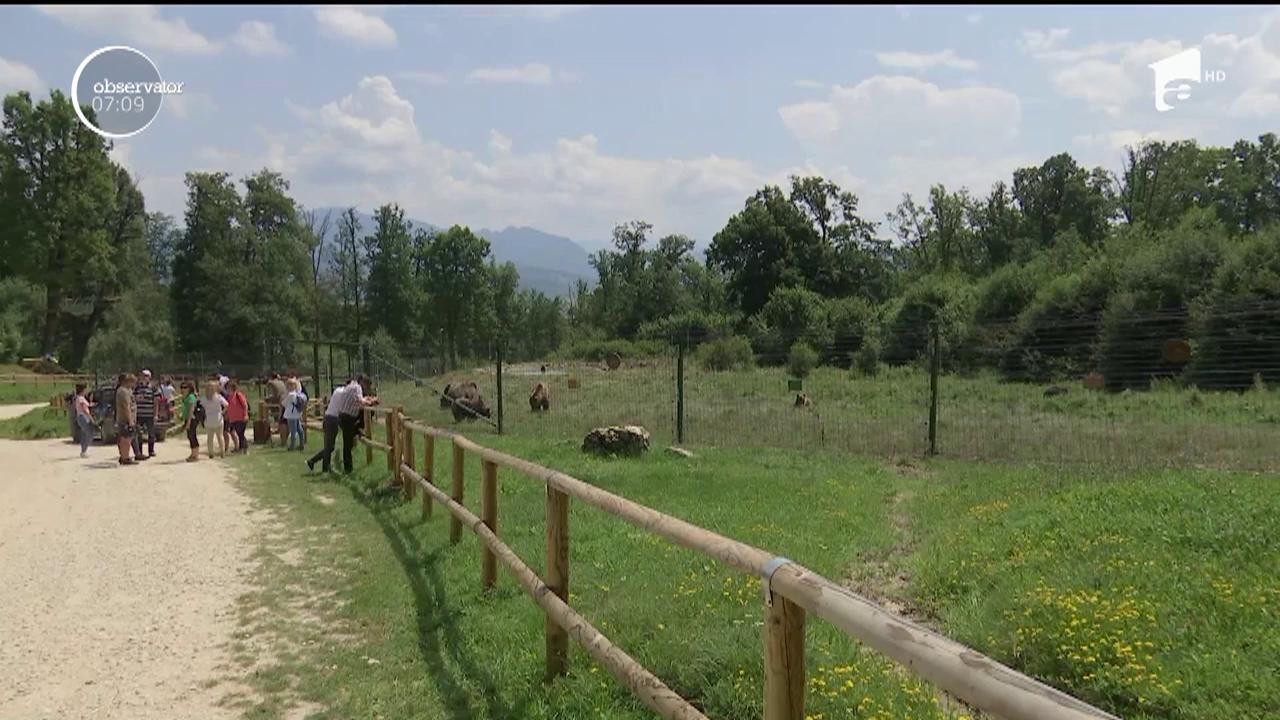 Ministrul Mediului vrea să construiască un sanctuar pentru animale şi să-i amendeze pe cei care le hrănesc ilegal