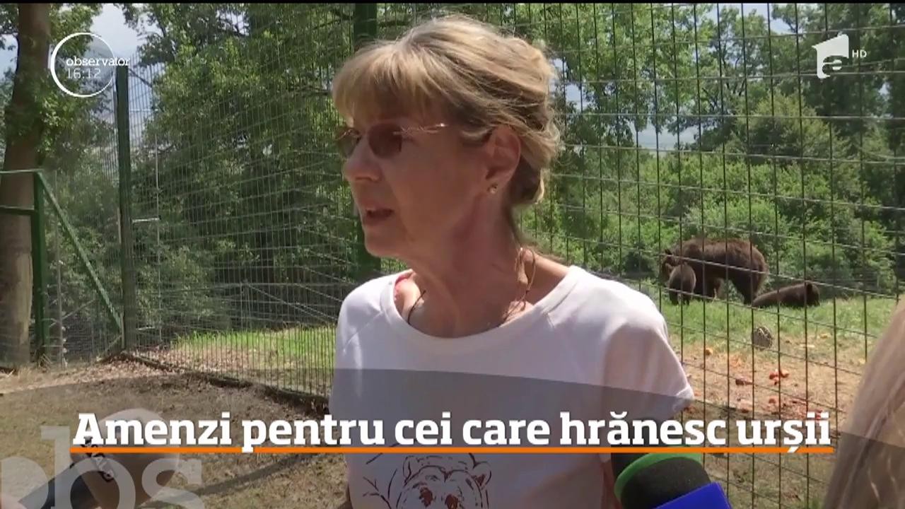 Autorităţile vor să-i amendeze pe cei care le dau de m&acirc;ncare urșilor