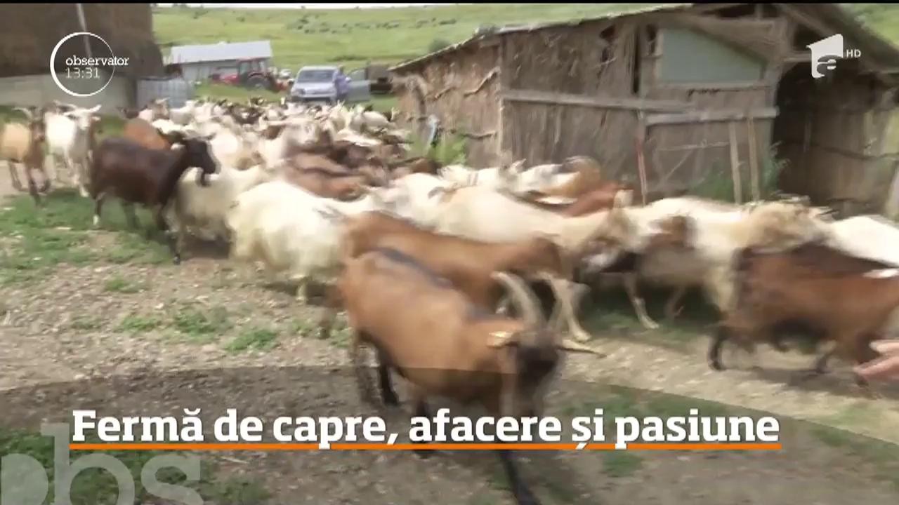 Fermă de capre, afacere și pasiune