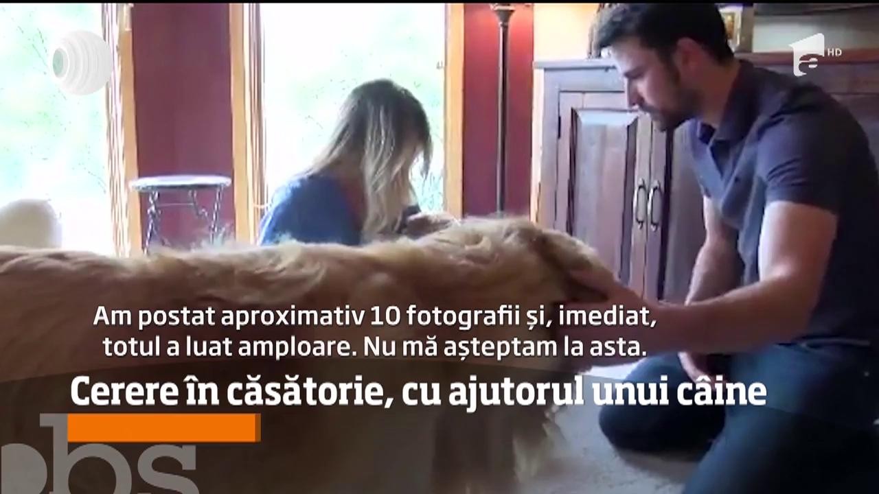 Cerere &icirc;n căsătorie, cu ajutorul unui c&acirc;ine