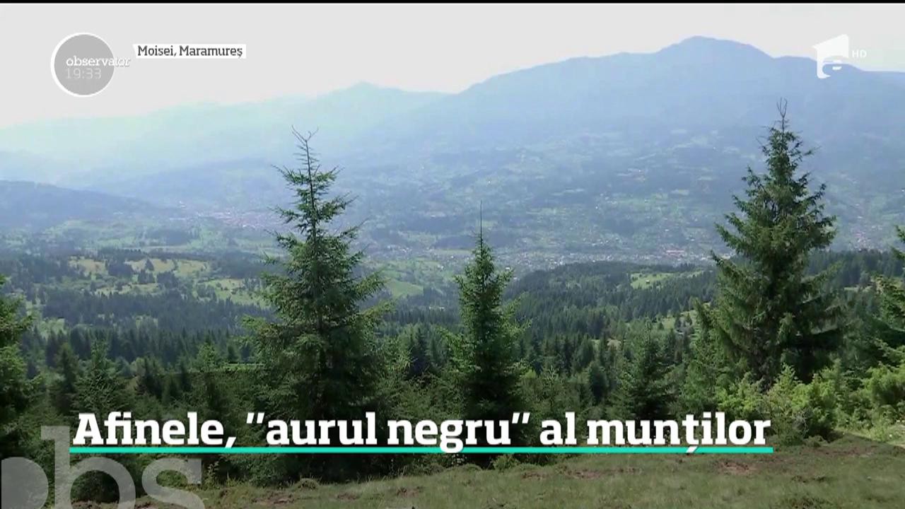Pădurile Rom&acirc;niei sunt luate la pas zilele acestea. Este vremea afinelor, iar culegătorii ajung să muncească chiar şi 12 ore pe zi
